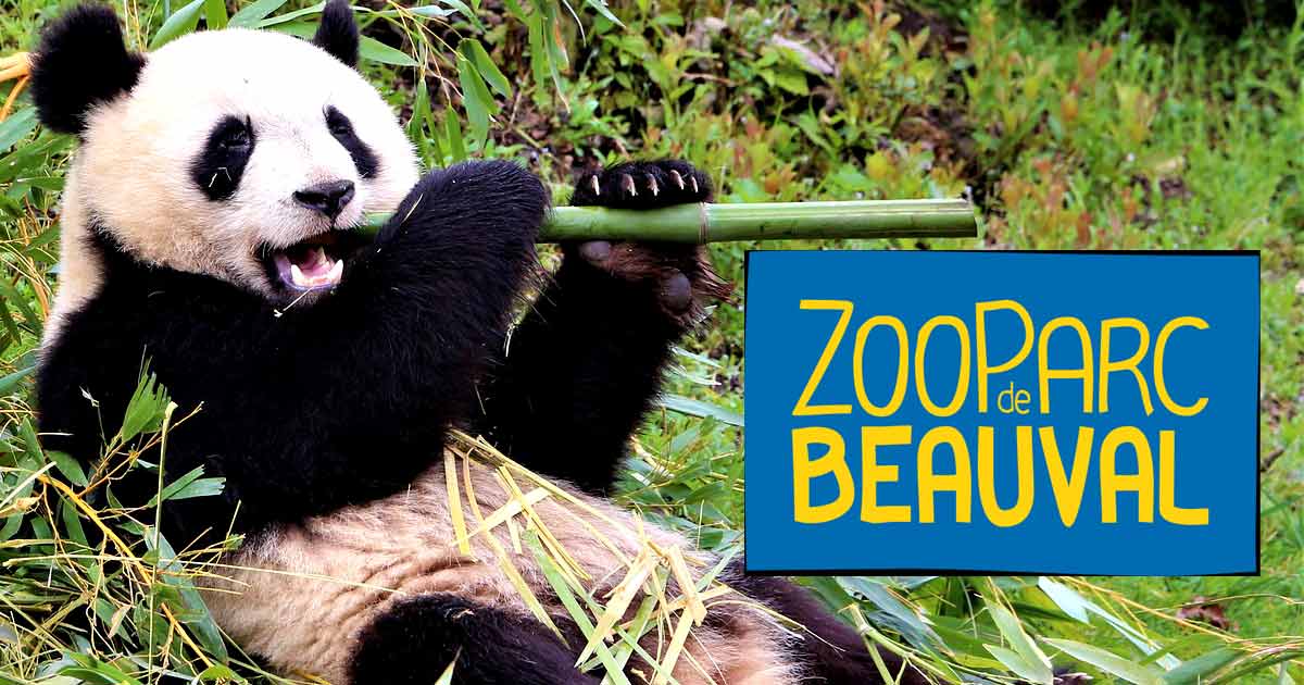 Vente Flash Billets Zoo de Beauval avec 33 de réduction
